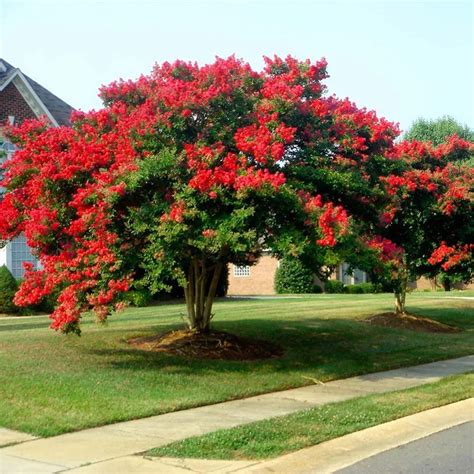 Buy Rare Flower Lagerstroemia Indica 200+ Red Dynamite Crepe Myrtle Tree Online at ...