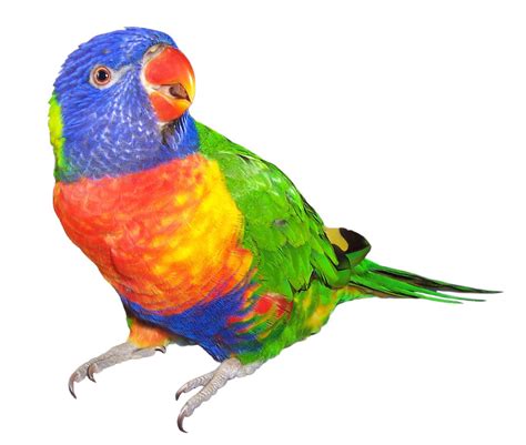 Rainbow Lorikeet Free Photo Download | FreeImages