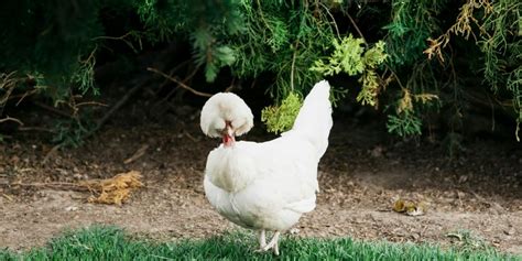 8 Exotic Chickens for your Backyard | The Hen House Collection