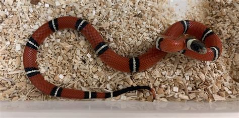 Normal - Milk Snake Traits - Morphpedia