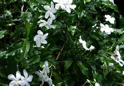 5 Pc Seeds Crape Jasmine Flower Plant, Tabernaemontana divaricata Seeds | RK - Other Plants ...