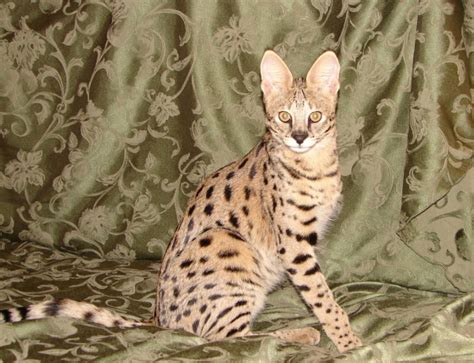 7 Exotic Cat Breeds That You May Not Know of ...