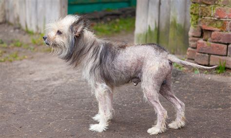 What Does Alopecia In Dogs Look Like