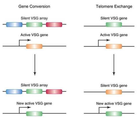 Antigenic Variation in Trypanosomes Uses Homologous Recombination