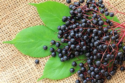 Cooking With Elderberries: The Dos And Don'ts