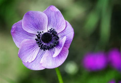 Les 10 plus belles fleurs mauves du jardin