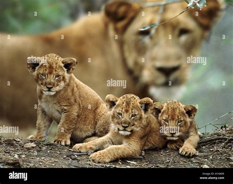 Lion cubs with mother South Africa Stock Photo - Alamy