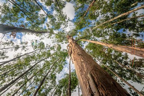 La Madera de Eucalipto: Características y Principales Usos - Normont