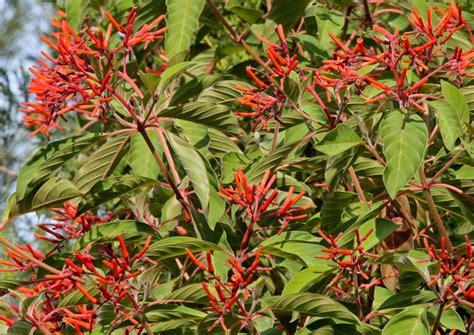 Firebush - Florida Wildflower Foundation