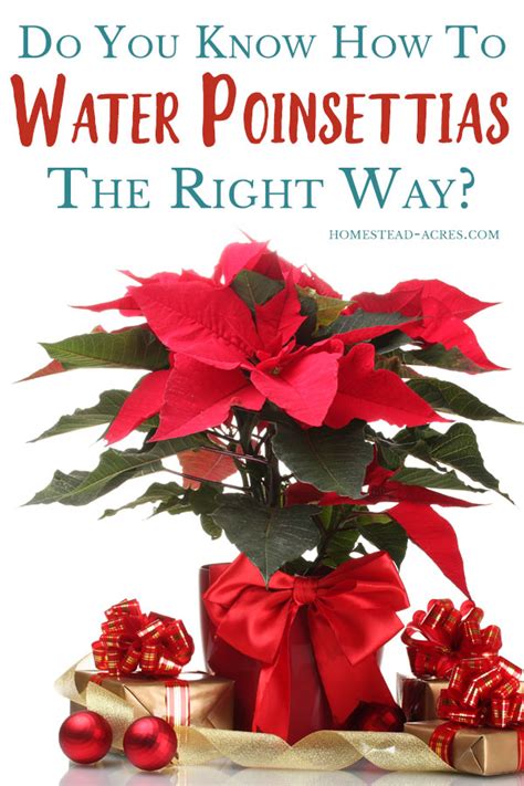 How To Care For Poinsettias Year Round - Homestead Acres