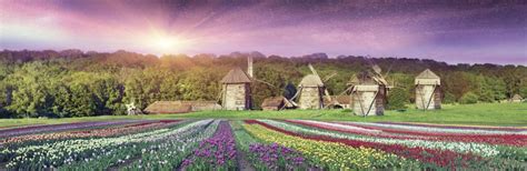 Jigsaw Puzzle 600 Pieces Landscape Scenery of Tulip fields and Windmill ...