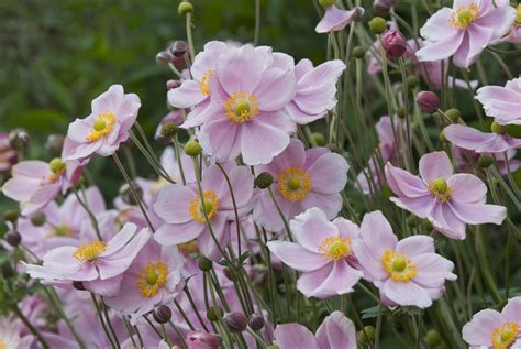 14 Beautiful Types of Anemone Flowers