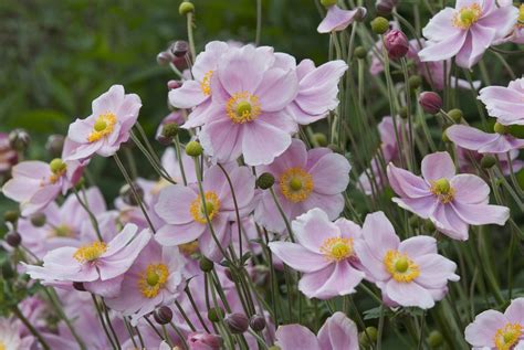 14 Beautiful Types of Anemone Flowers