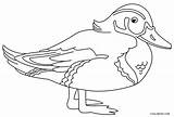 Printable Duck Coloring Pages For Kids  Cool2bKids sketch template