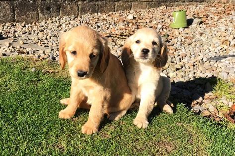 About Golden Cocker Retrievers — Green Valley Kennel - Cavachon, Golden Retriever and Golden ...