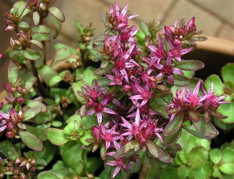 Two-row Stonecrop (Sedum spurium) Growing & Care Guide for Gardeners