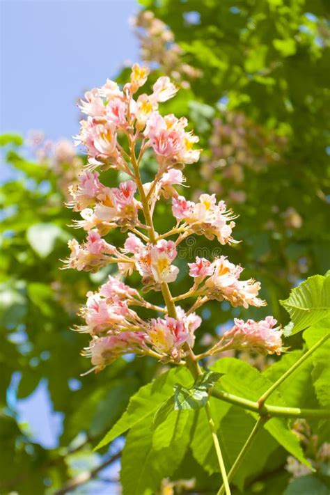 Pink chestnut tree flowers stock image. Image of plant - 42197131