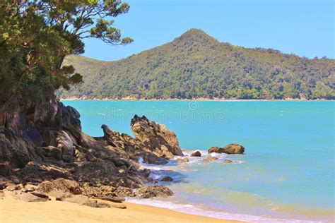 Magnificent Apple Tree Bay with Pines on the Beach in Abel Tasman ...