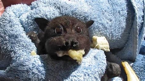 Rescued Baby Bat Stuffs Her Cheeks With Banana