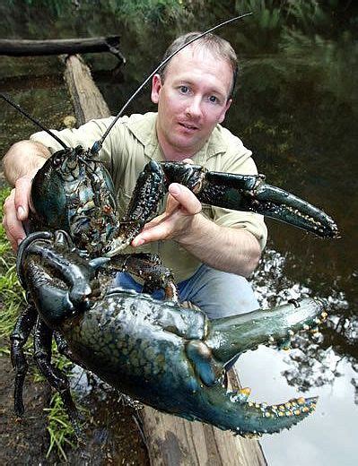 Tasmanian Giant Crayfish A. Gouldi | Tropical Fish Keeping