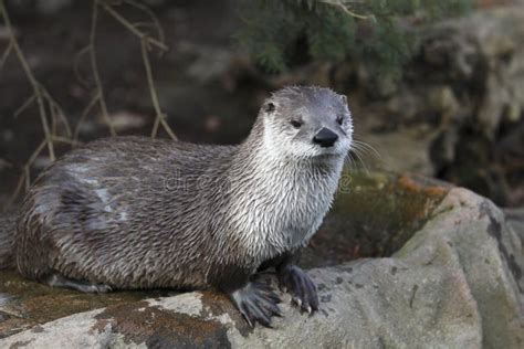 River Otter - Okefenokee Swamp Stock Photo - Image of wildlife, lily ...