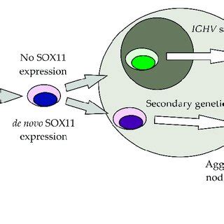 Pathogenesis of MCL. The Figure displays step-by-step accumulation of... | Download High-Quality ...