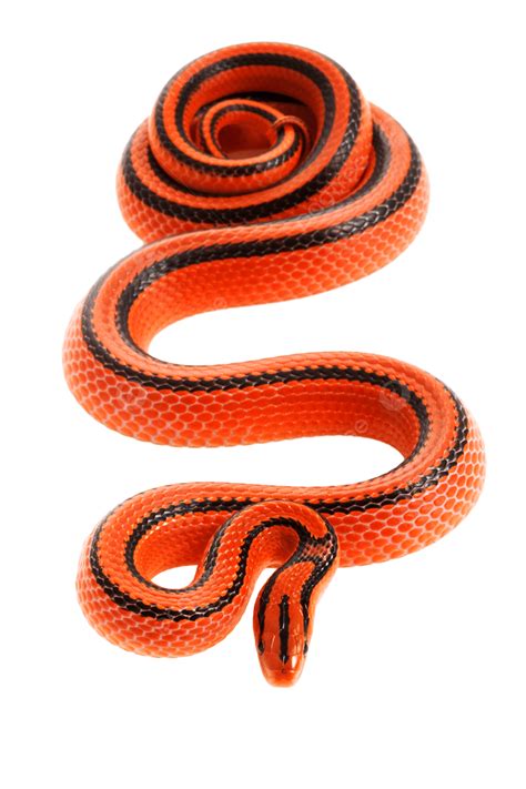 Thai Bamboo Ratsnake Thai Bamboo Ratsnake, Crawling, Animal, Coiling ...