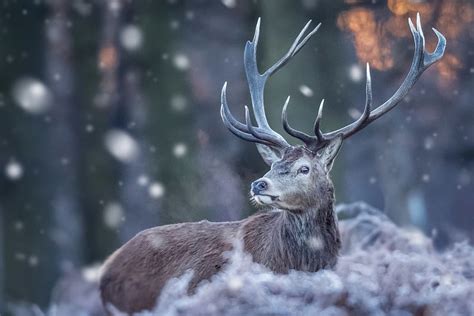 Winter Deer, Animal, Snow, Deer, Winter, HD wallpaper | Peakpx