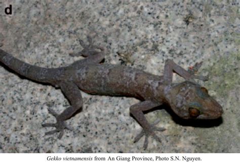 Species New to Science: [Herpetology • 2010] Vietnam Gecko | Gekko vietnamensis • A new poreless ...