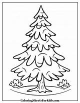 Pine Tree Coloring Pages Free Downloads  Sheets For Kids sketch template