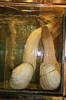 Geoduck - Wikipedia