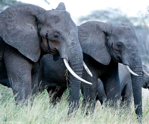 An elephant’s tusks continue to grow throughout its life, becoming ...