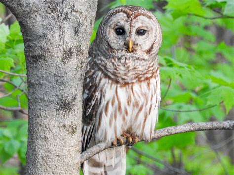 Barred Owl. Central Ohio. May 2016 - Birds and Blooms