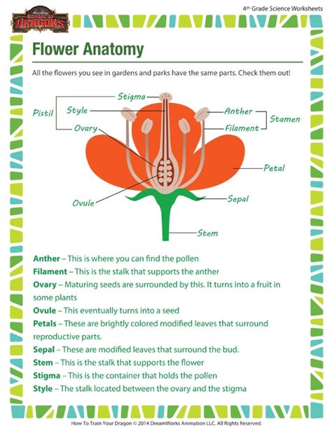 Anatomy Of A Flower Worksheets | 99Worksheets