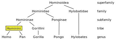 Hominini - Wikipedia, the free encyclopedia