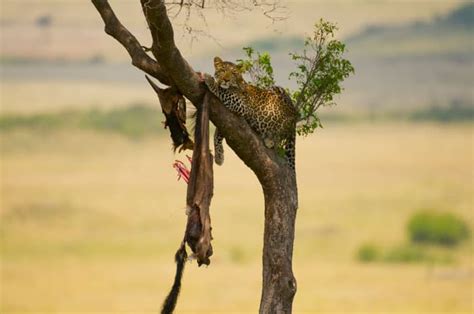 What Do Leopards Eat? Facts About Their Diet and Lifestyle