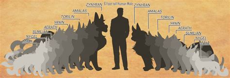 Wolf Vs Human Size