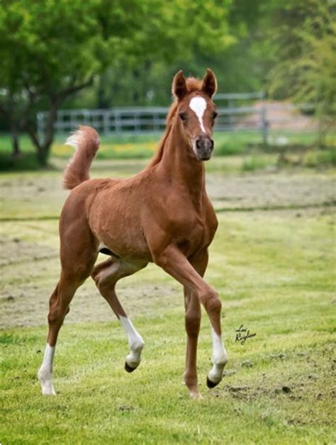 Pretty little chestnut American Saddlebred filly. She’s got charisma. | Beautiful arabian horses ...