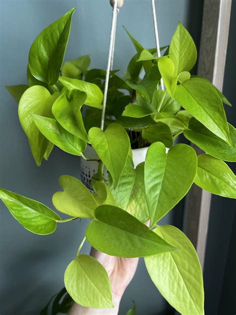 The complete Neon Pothos care guide - keep your plants alive