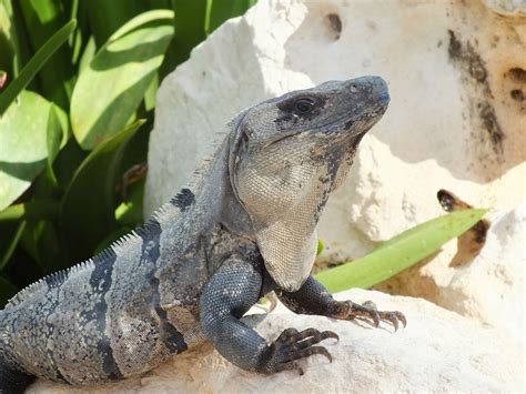 Mexican Spiny Tailed Iguana (Ctenosaura pectinata) [OC] [3264 × 2448] : reptiles