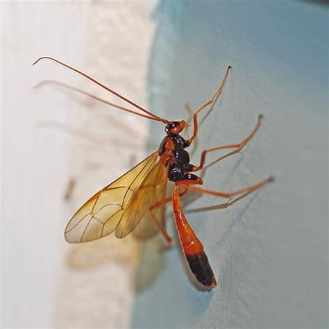 Ichneumon Wasp Sting Humans