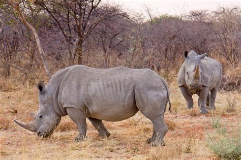 Rhino anti-poaching research goes nuclear