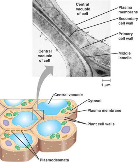 plasmo.html 06_28PlantCellWalls_CL.jpg