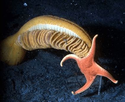 Sea Pen Facts: They Are Actually Animals and Can Move - Odd Facts