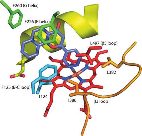 Active site of CYP1A2 with substrate naphthoflavone bound (2HI4,... | Download Scientific Diagram