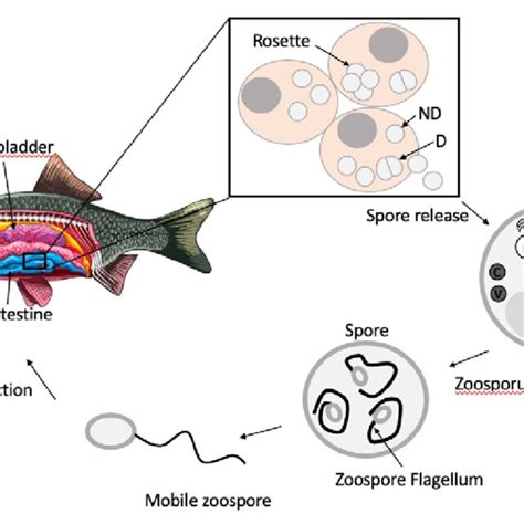 Life cycle, spore stages and ultrastructure characteristics of RA. In ...