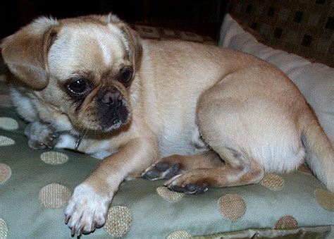 Chihuahua Pug Mix – Discover the Adorable Chug - My Dog's Name