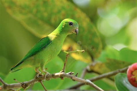 Burung Serindit stock photo. Image of shady, catchlight - 19534488