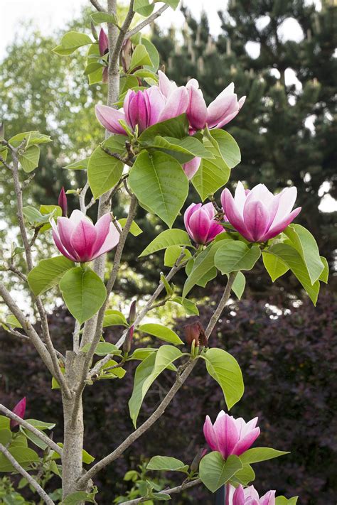 Rose Marie Magnolia | Magnolia trees, Jane magnolia tree, Flowering trees