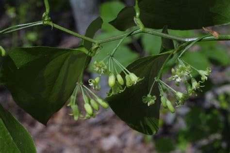 Smilax rotundifolia (Smilacaceae) - inflorescence - whole - unspecified